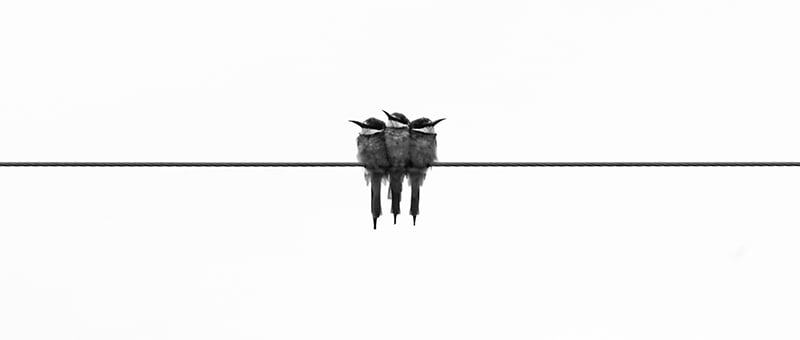 Three African Kingfishers in Kruger Park, South Africa by Glen Carrie at Unsplash